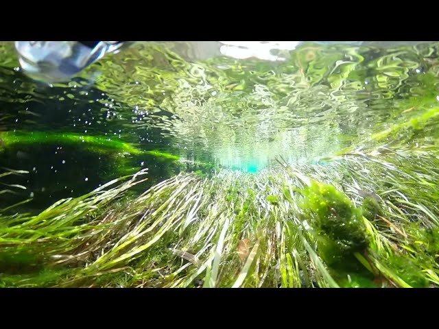 【Healing water plants】4K 360° Brillant river /Nature Relaxation