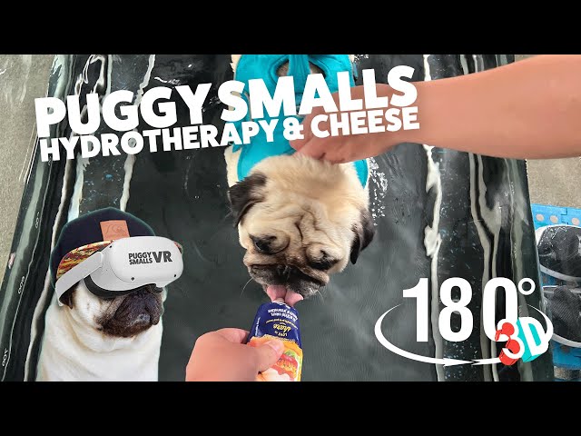 Hydrotherapy treadmill (& cheese) with Puggy Smalls in 3D VR 180º - best viewed in a VR headset