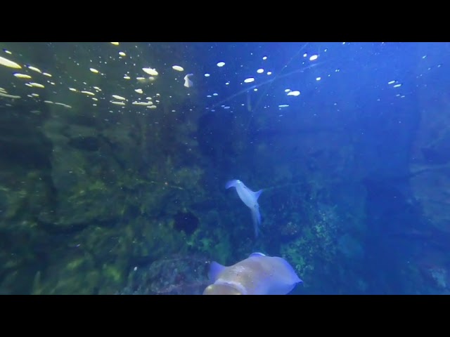 【VR180】鳥羽水族館「アオリイカ」