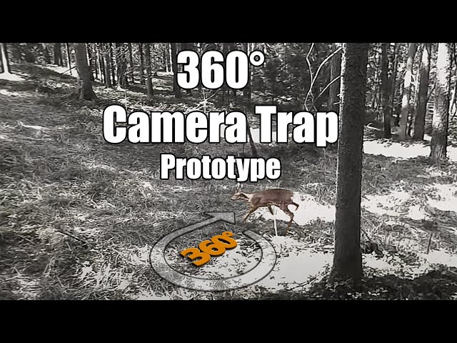 360° Camera Trap - Prototype testing - Deer early in the morning