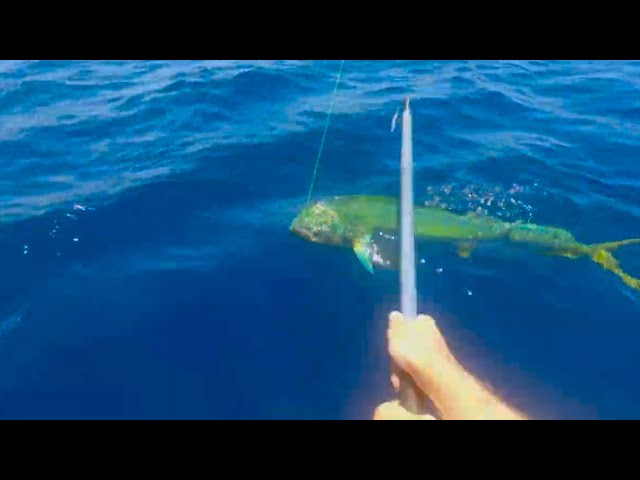 Mahi Mahi Fishing - Puerto Rico