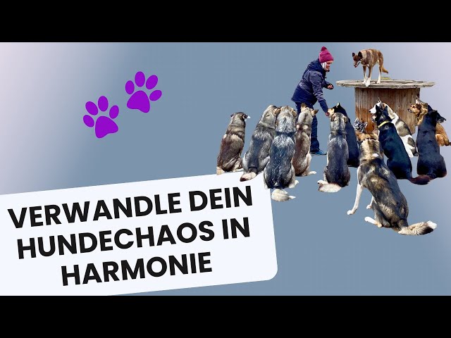 Mehr Freude und Harmonie im Alltag mit deinen Hunden!