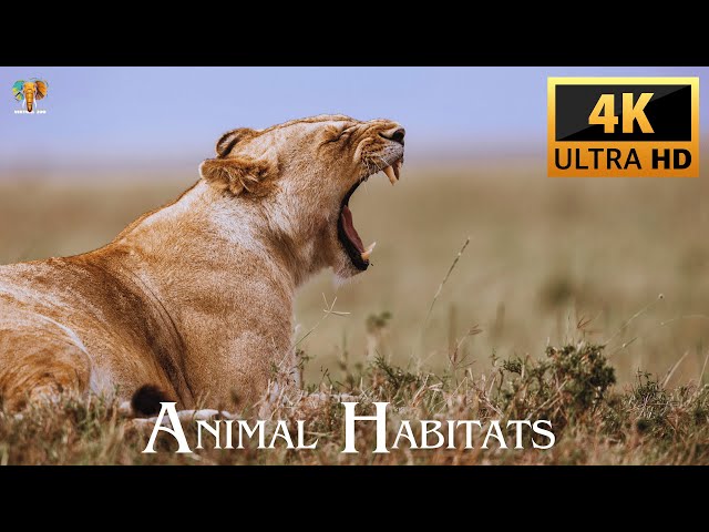 Animal Habitats With Nature Sounds 4K