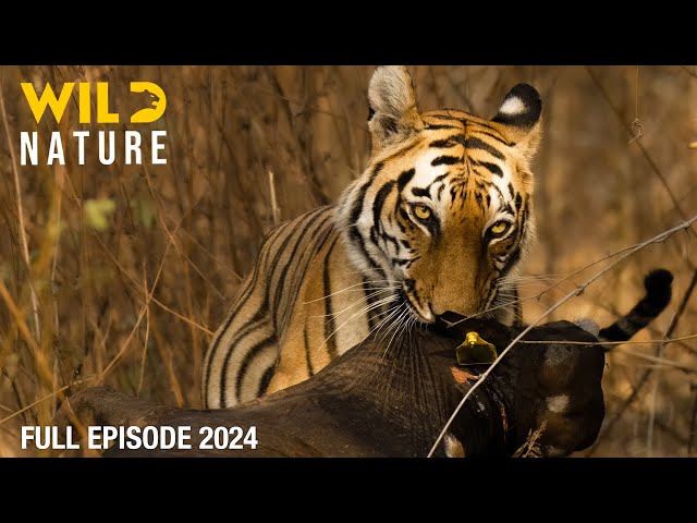 WILD INDONESIA | Apex Predators of the Archipelago | Animal documentary