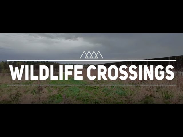 Carpathians Unite - Green Infrastructure: wildlife crossings