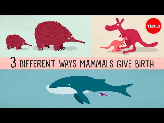 The three different ways mammals give birth - Kate Slabosky