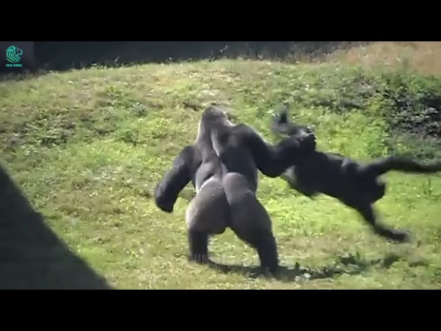 Survival of the Fittest! Two Gorillas Fight to the Death for Territory and Mates