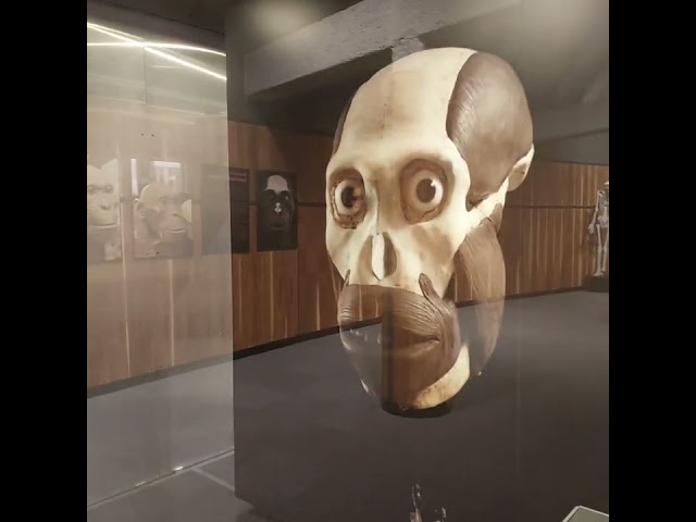 Cradle of HUMANKIND