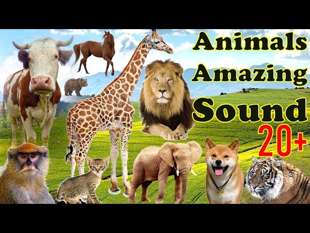 Animal Amazing 20+ Sounds for Children, horse, lion, cow, cat,