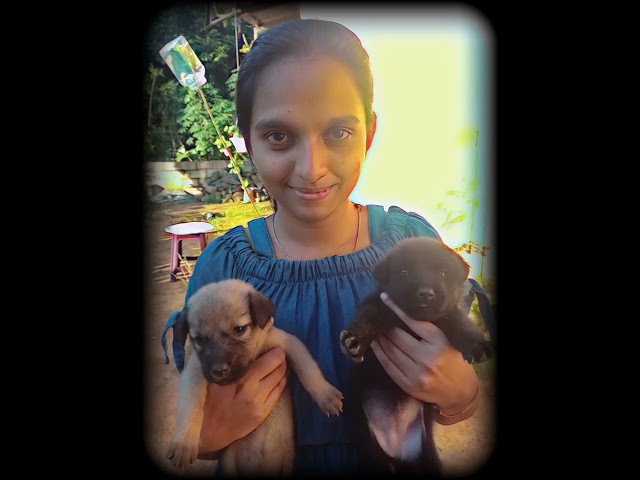 With my pet dogs | 2021 #shorts #dog #doglover #lovestatus