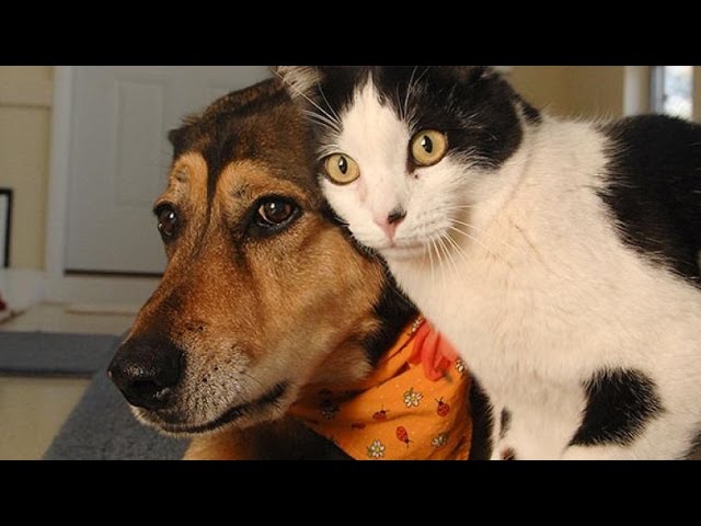 Funny Cats and Dogs Compilation