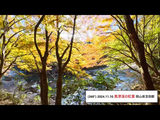 ・(360°) 2024.11.10『奥津渓の紅葉』/ 岡山県苫田郡