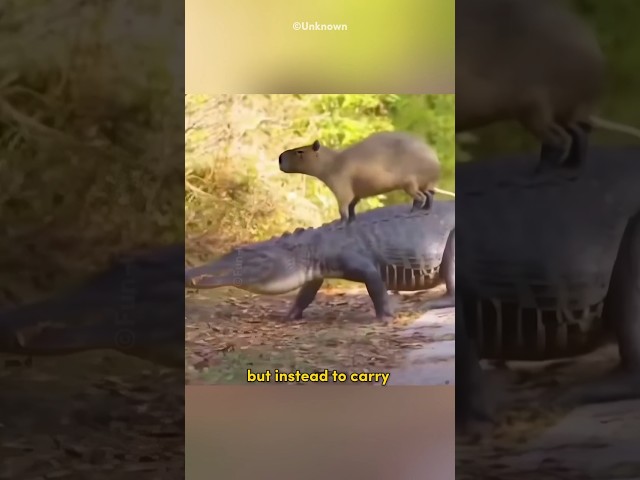 Are Crocodile and Capybaras Best Friends? #shorts