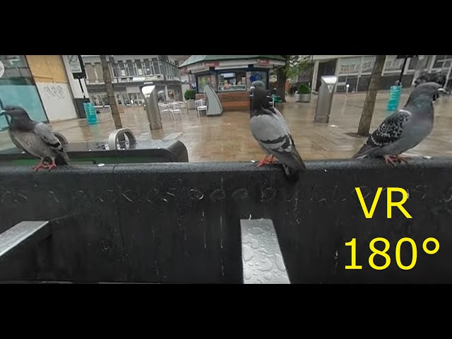 VR180° A few wet birds, Sheffield