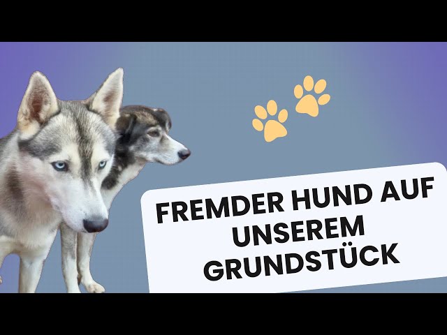 Integration eines Hundes: Tipps für eine stressfreie Eingewöhnung #hundegruppen