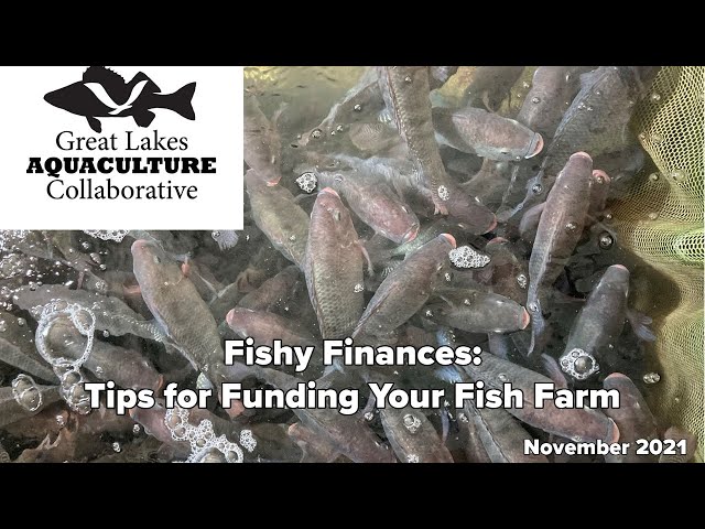 Fishy Finances: Tips for Funding Your Fish Farm