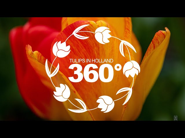 Wizard of Oz Tulips in 360