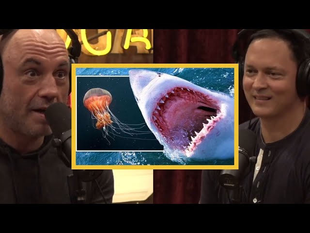 Joe Rogan: SHARKS And JELLYFISH! How DANGEROUS Are They?!