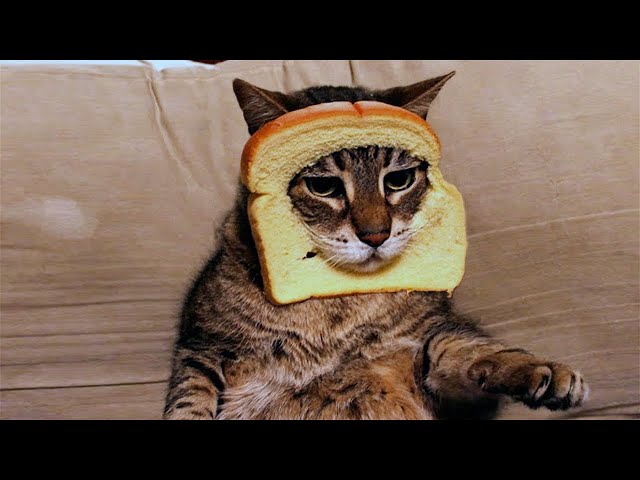 Funny animals - Funny cats and dogs - Funny animal videos 2023🤣