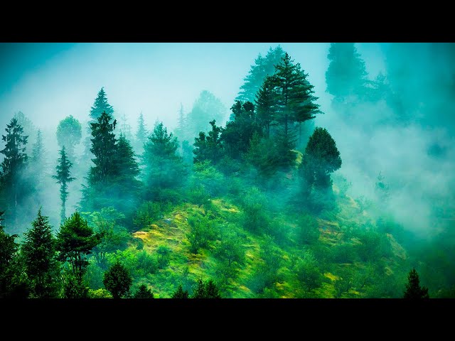 🔴 Relaxing Zen Music 24/7, Stress Relief Music, Sleep Music, Meditation Music, Study, Calming Music