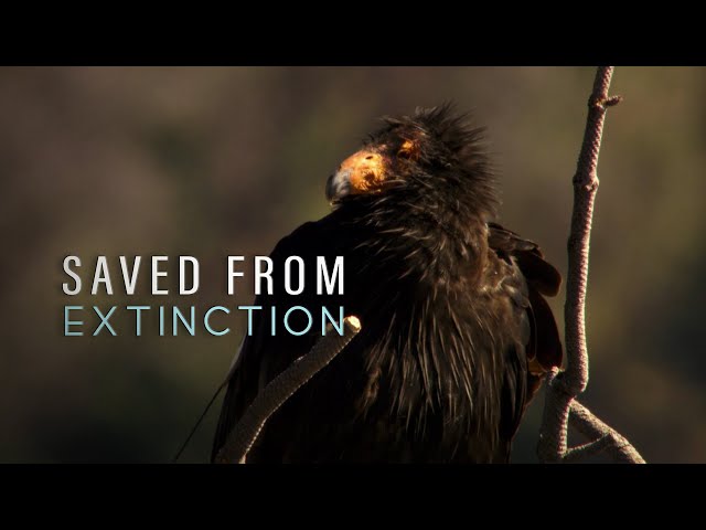 Saved From Extinction: The Condor's Egg