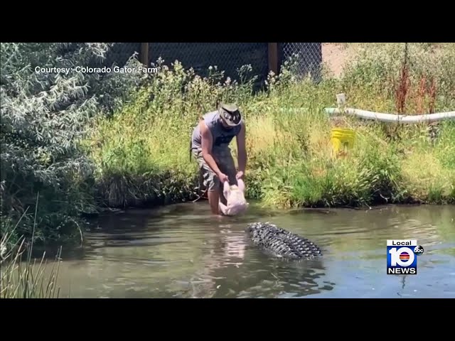 Gator charges at man trying to feed him turkey