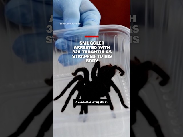 Smuggler arrested with 320 tarantulas strapped to his body