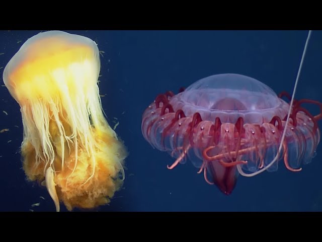 Deep Ocean: 10 Hours of Relaxing Oceanscapes | BBC Earth