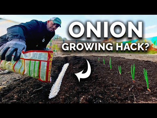 My New Favorite Way To Grow BIG Onions 🧅