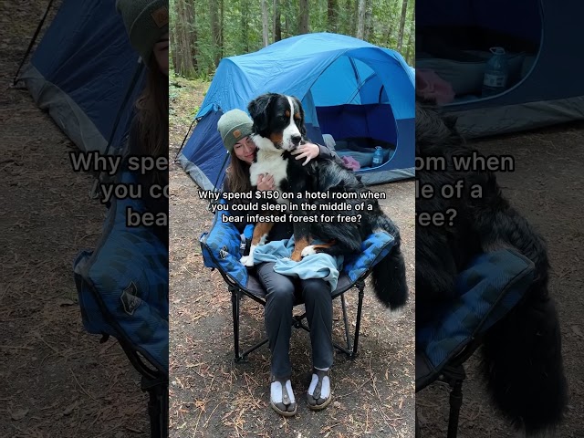 Camping with dogs 🐻🐶🐾🏔️🌲 (I know this is the bear’s home) 💙🫶 #campingdog #campingwithdogs