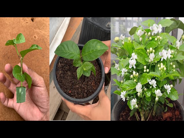 Easy Way To Grow Jasmine From Cutting 100% Success.