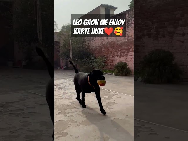 Leo gaon me enjoy karte huve #doglover #labrador #dog #shorts #shortvideo