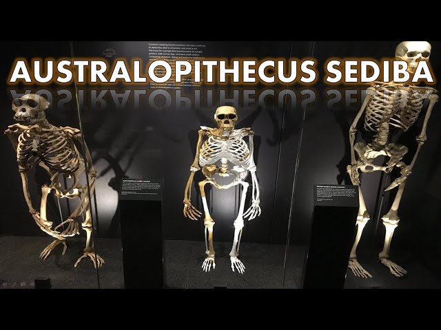 Australopithecus sediba