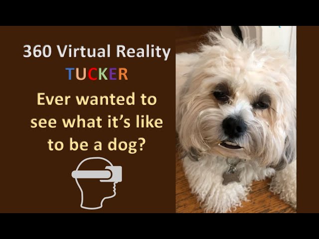 Empathy Emulator - Go for a virtual walk as Tucker the Dog VR 360 (virtual reality)