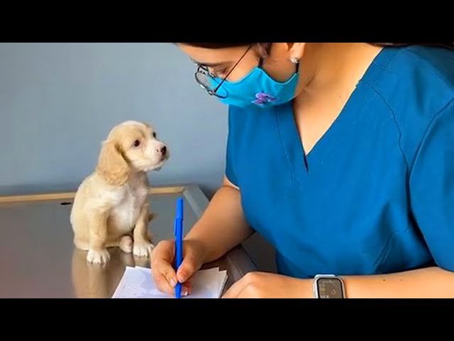 When Your Dog Is Trying to Sweet Talk The Vet   Funniest Dog Reaction