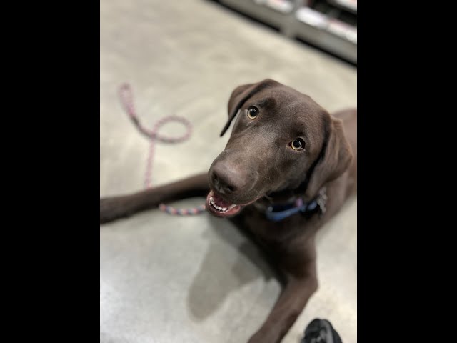 Scout, 8 Month Old, Labrador Retriever, Amarillo Off Leash K9 Training