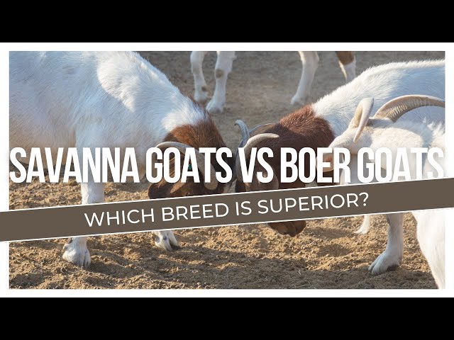 Savanna Goats Vs Boer Goats: Which Breed is Superior?