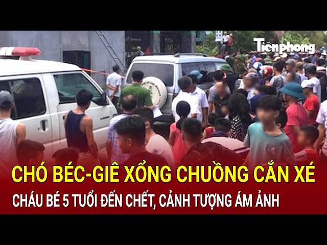 Bản tin thời sự 22/11: Chó béc-giê xổng chuồng cắn xé đến chết cháu bé 5 tuổi, cảnh tượng ám ảnh