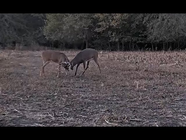 L Cam - Ucontrol the cam and feed the deer with Superchats.