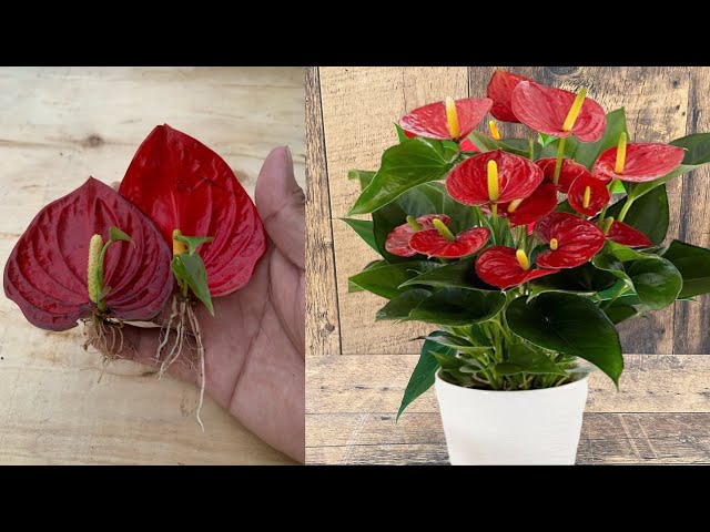 Method of propagating anthurium from flowers with egg / it takes root faster than we can think.