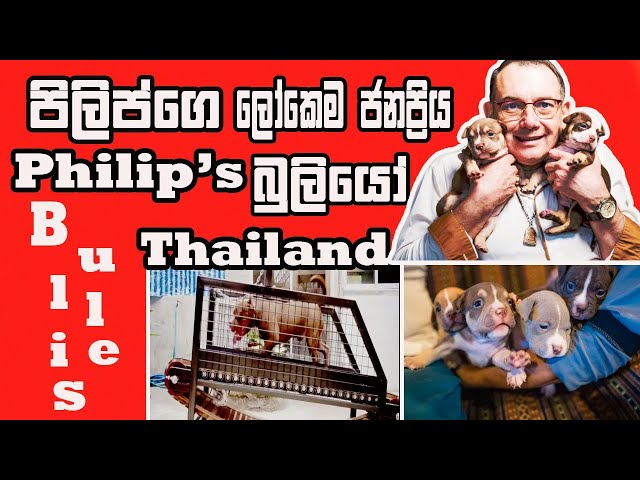 Phililip's American Bullies in Thailand | Pet talk