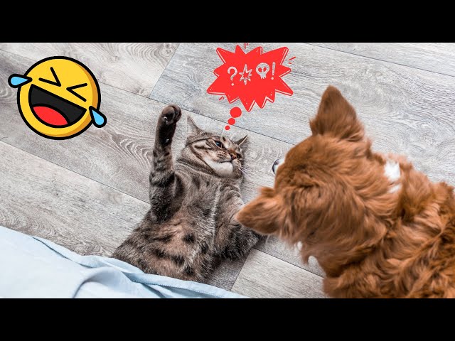 Funny Dogs and Cats - Funny Compilation 2024 - Funny Videos