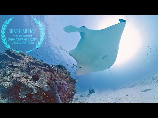 GIANT MANTA RAYS 360° from The Great Barrier Reef Australia | For Oculus VR