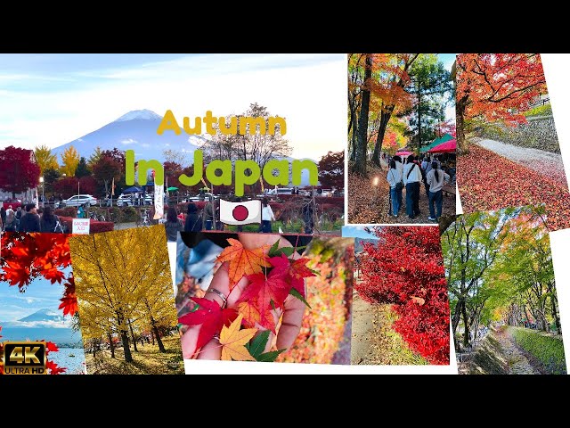 Autumn in Lake Kawaguchi, Japan | Autumn Japan 4k -Beautiful Autumn Scenic Landscape | Mt.Fuji view