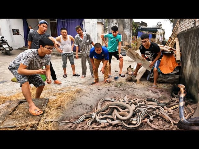 Terrifying Sound Comes From The Mouths Of 100 Mating King Cobras