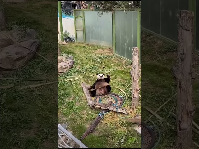 Today’s Pandas Aren’t Eating Bamboo, They’re Stealing the Show as Comedians! 🐾😂 #petslover #panda