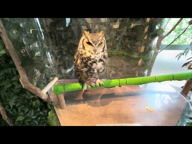 KOMACHI STREET 🦉OWL FOREST CAFÈ | KAMAKURA JAPAN 🇯🇵 | July 2023