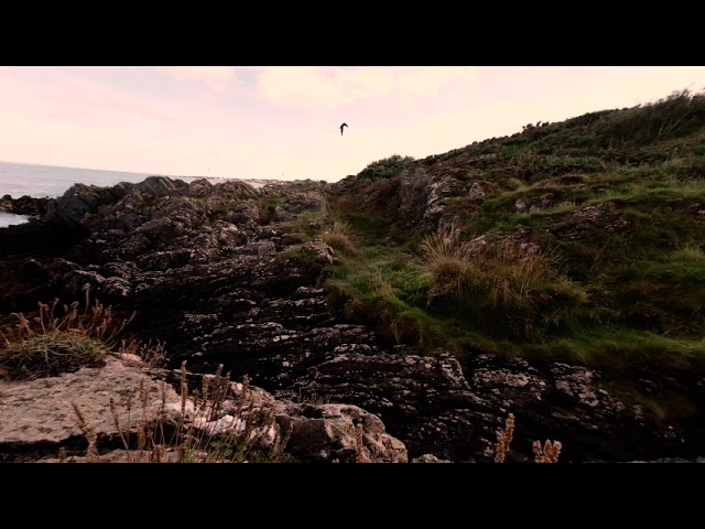 House martins feasting on flying ants over the Devil's Coachroad, Orlock Point