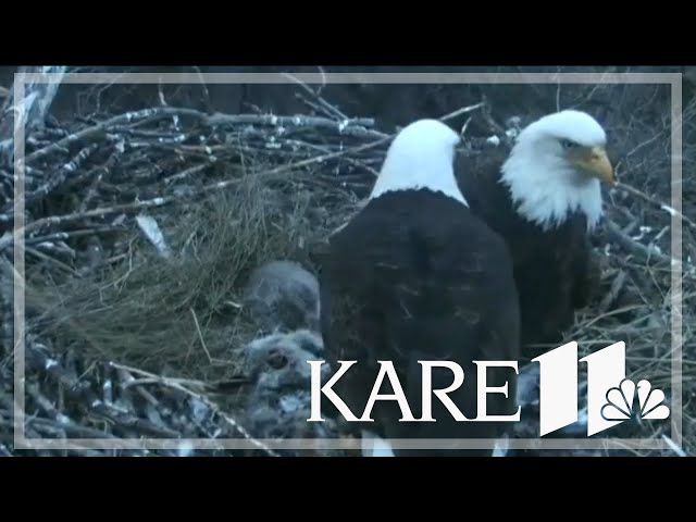 Return of DNR Eagle Cam to feature new pair and nest location