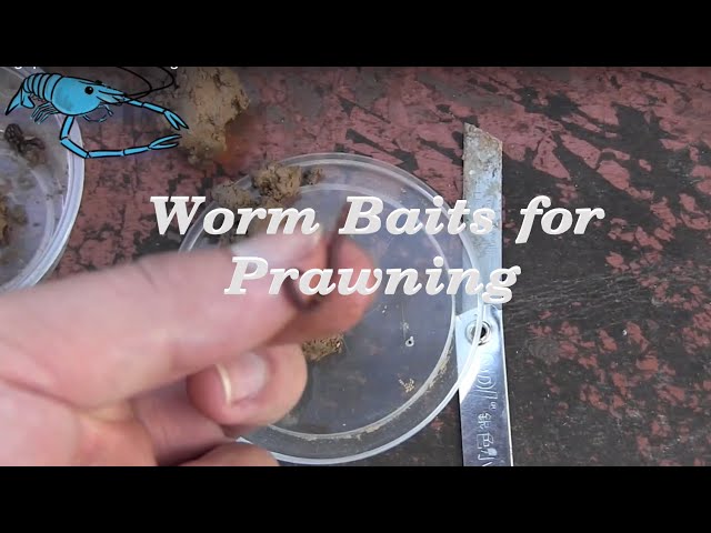 Singapore Prawn Fishing  - Worm Baits